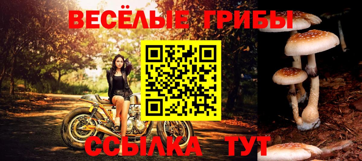 Псилоцибиновые грибы Psilocybe Владивосток